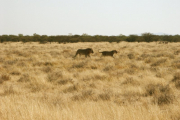 Namibia